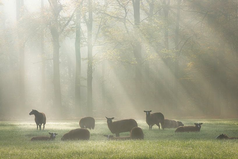 Warming autumn light van Roelie Steinmann