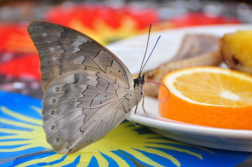 Grey pansy butterfly by esther snoeck