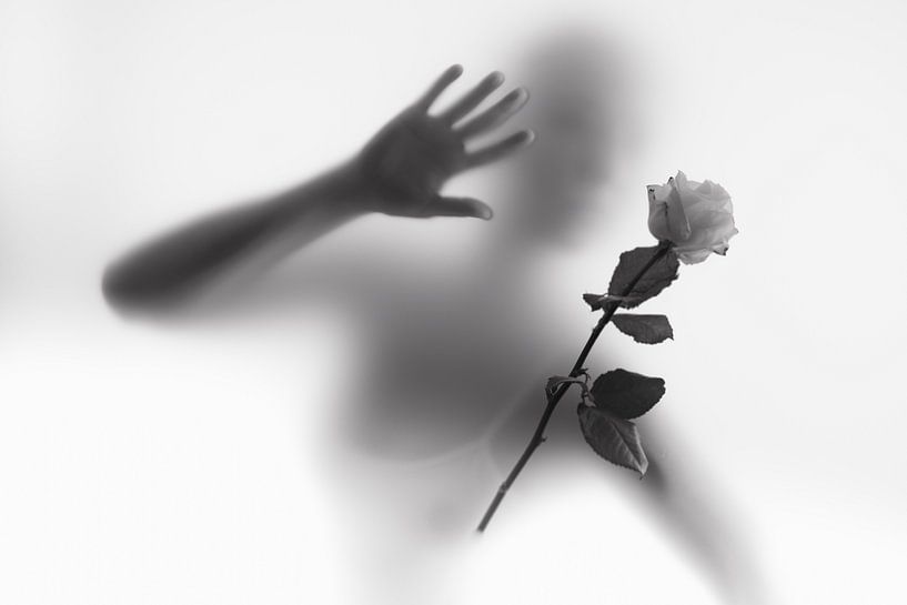 Rose in the Mist by Andrew Greening