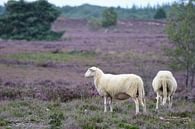 Twee schapen op de hei van Gerard de Zwaan thumbnail