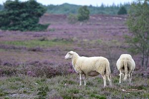 Zwei Schafe auf der Heide
