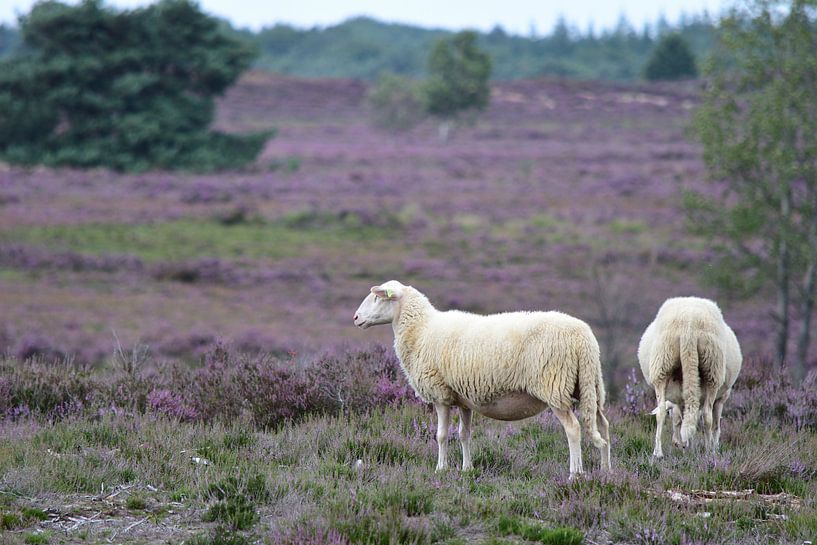 Twee schapen op de hei van Gerard de Zwaan