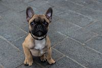Hondje op Statenplein