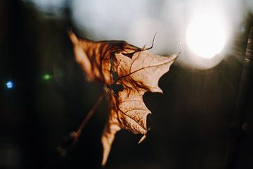 Een blad in de herfst tegen het licht van Katrin Friedl Fotografie
