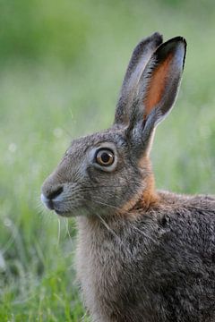 European Hare ( Lepus europaeus ), close up, headshot
