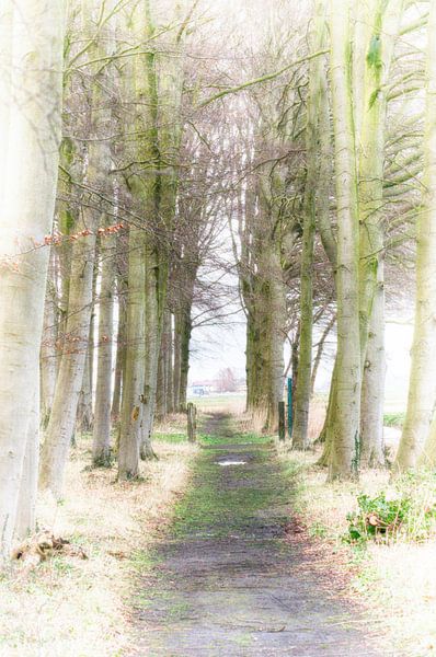 Forest  lane by Erik Reijnders