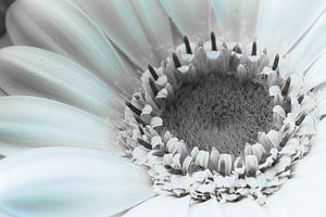 Weiße Gerbera, Detail