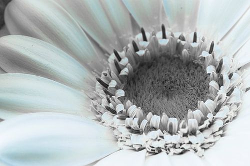 Witte Gerbera, detail