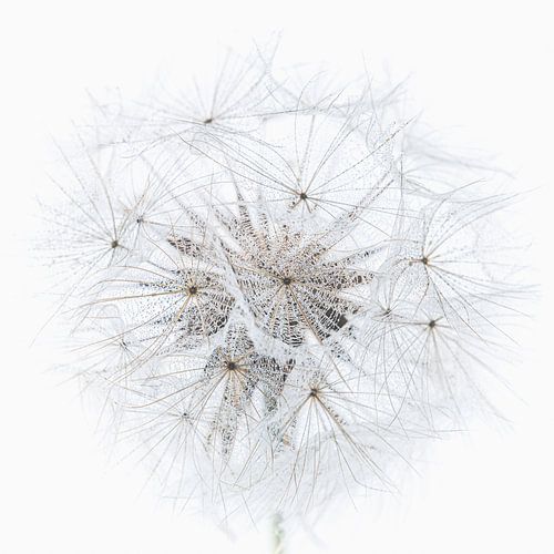 Een vierkantje met een morgenster met kleine waterdruppeltjes