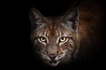 Aandachtige nieuwsgierigheid van gloeiende oranje en gele ogen van schoonheid lynx op zwarte geïsole van Michael Semenov