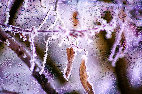 Concept frozen : Frozen leaves