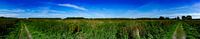 Panorama der Oostvaardersplassen