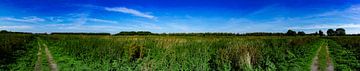 Panorama der Oostvaardersplassen von Jan-Willem Kokhuis