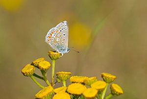 Ikarus blau auf gelber Blume