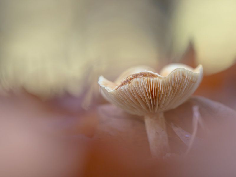 Fall par Jacqueline Heemskerk
