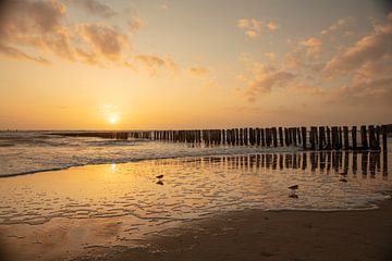 strand zoutelande in de avondzon van anne droogsma