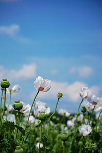Champ de fleurs, fleur de pavot Papaver somneferum.
