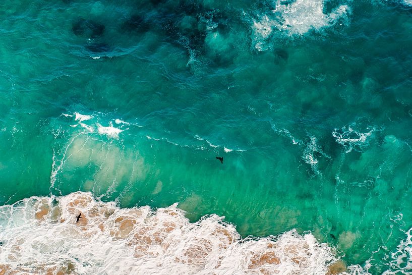 seal in the waves by Jordy Talboom