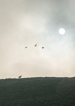 Ein Reh, die Sonne und drei Gänse