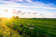 Sheepy meadows van Ricardo Stoelwinder thumbnail