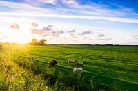 Sheepy meadows