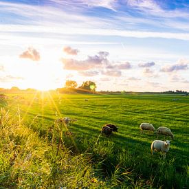 Sheepy meadows by Ricardo Stoelwinder