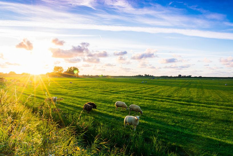 Sheepy meadows van Ricardo Stoelwinder