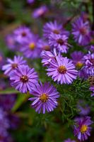 lila aster photographié avec bokeh