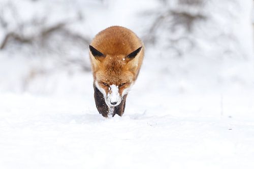 Renard roux dans la neige sur Menno Schaefer