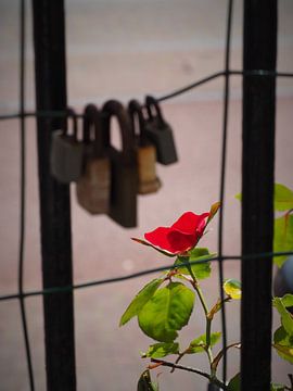 Verschlossene Liebe von Stephan Smit