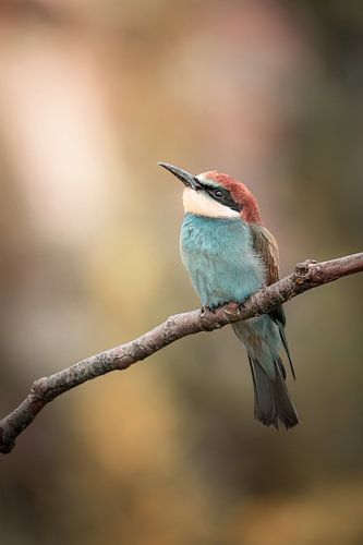 Juvenile Bee-Eater