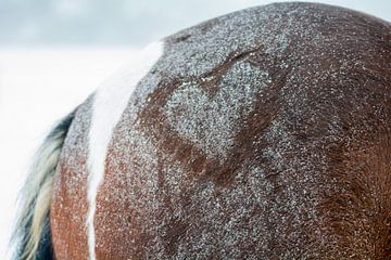 Hartje paard sneeuw van Evelien