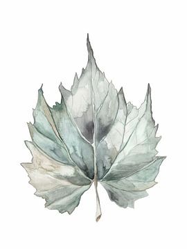 Botanical Illustration Canada Leaf by Mantika Studio