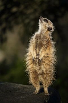 Stokstaartje (Suricata suricatta) van Ronald Pol
