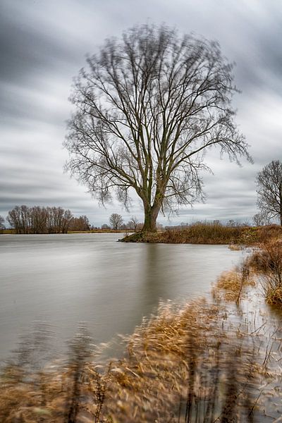 Boom aan de rivier Maas van Mark Bolijn