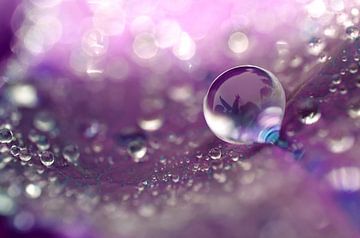 Purple drops by Jessica Berendsen