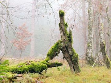 Transience sur Max Schiefele