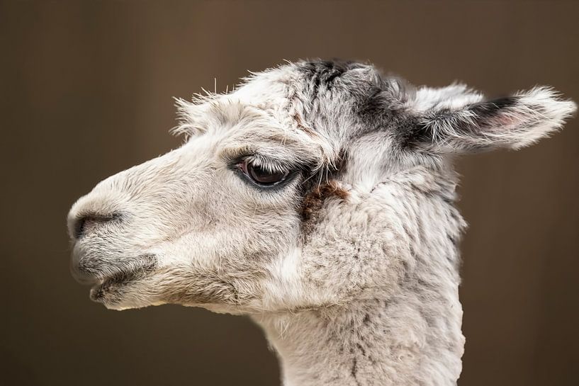 Alpaca, portrait by Gert Hilbink
