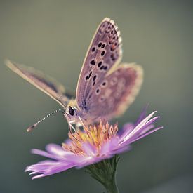 Papillon van Arnaud Bertrande