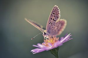 Papillon sur Arnaud Bertrande