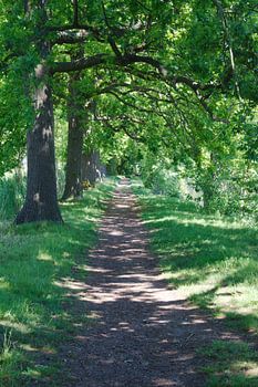 Padje langs de Vecht