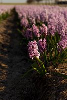 Bollenveld vol met roze hyacinten