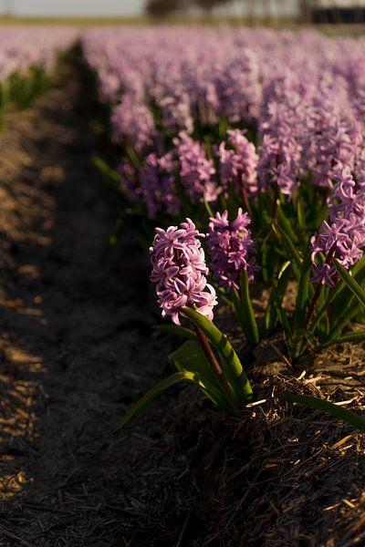 Bollenveld vol met roze hyacinten van Rob Baken