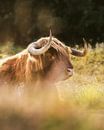 Großer schottischer Highlander von Remy de Wal Miniaturansicht