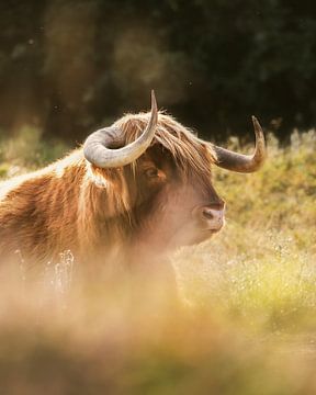 Big Scottish Highlander cow by Remy de Wal