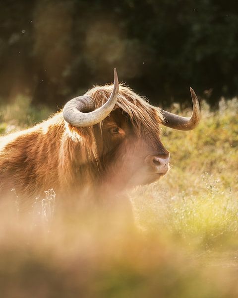 Großer schottischer Highlander von Remy de Wal