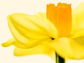Lente kriebels, Narcis van Caroline Guerain thumbnail