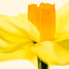 Daffodil by Caroline Guerain