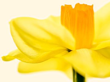 Daffodil by Caroline Guerain