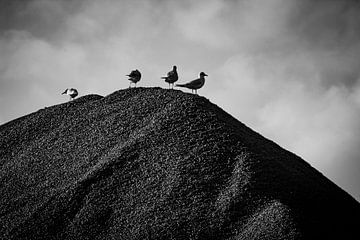 Oiseaux se reposant sur un tas de pierres sur Brenda bonte